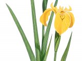 Illustration of Yellow Flag (Iris pseudacorus) (#3339)
