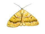 Illustration of Yellow shell moth (Camptogramma bilineata) (#1249)