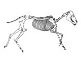 Illustration of Zebra Skeleton (Equus quagga) (#1457)