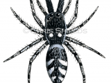 Illustration of Zebra Spider (Salticus scenicus) (#2033)