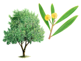 Illustration of Acacia (Acacia cyclops) (#4645)
