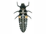 Illustration of Adonis Ladybird Larvae (Hippodamia variegata) (#1790)