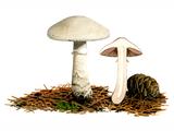 Illustration of Agaricus altipes (#1596)