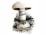 Illustration of Agaricus bitorquis (Pavement Mushroom) (#1602)