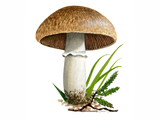 Illustration of Agaricus cupreobrunneus (#1599)