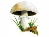 Illustration of Agaricus macrocarpus (#1639)