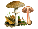 Illustration of Agaricus silvaticus (Blushing Wood Mushroom) (#1627)