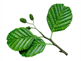 Illustration of Alder Leaves (Alnus-glutinosus) (#4325)