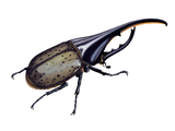 Illustration of American Hercules Beetle (Dynastes hercules) (#0633)