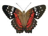Illustration of Anartia amathea (Scarlet Peacock) (#2176)