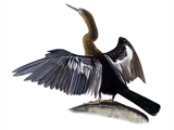 Illustration of Anhinga (Anhinga anhinga) (Snakebird) (#0049)