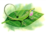 Illustration of Anole Lizard (Anolis carolinensis) (#0066)
