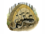 Illustration of Ant Nest (Wood) Formica sanguinea (#1032)