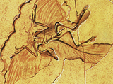 Illustration of Archaeopteryx Fossil (#1079)