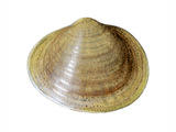 Illustration of Asian Clam (Corbicula fluminea) (#4490)