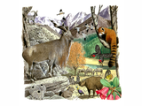 Illustration of Asian Wildlife (#0251)