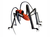 Illustration of Assasin Bug (Zebus longipes) (#1133)