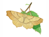 Illustration of August Thorn (Ennomos quercinaria) (#2883)