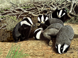 Illustration of Badger (Meles meles) (#0110)