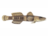 Illustration of Banded Goby (Gobius Chromogobius quadrivittatus) (#3055)