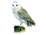 Illustration of Barn Owl (Tyto alba) (#0818)