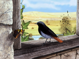 Illustration of Black Redstart (Phoenicurus ochruros) (#4341)