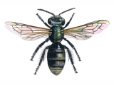Illustration of Brassy Mining Bee  (Lasioglossum morio) (#0400)