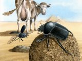Illustration of Scarabaeinae, Dung Beetle (Scarabaeinae sp.) (#4310)
