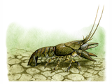 Illustration of Crayfish (Austropotamobius pallipes) (#0553)