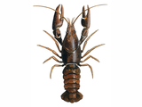 Illustration of Crayfish (Austropotamobius pallipes) (#3288)