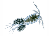 Illustration of Cyclops Water Flea (Megacyclops viridis) (#4495)