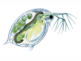 Illustration of Daphnia (#1524)