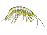 Illustration of Freshwater Shrimp (Gammarus pulex) (#1574)