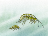 Illustration of Freshwater Shrimp (Gammarus pulex) & (Crangonyx pseudogracilis) (#1528)