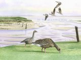 Illustration of Greylag Goose (Anser aser) (#1242)