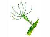 Illustration of Hydra - Green (Hydra viridis) (#1752)