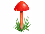 Illustration of Hygrocybe coccinea (Scarlet Waxcap) (#3083)