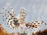 Illustration of Lionfish (Pterois volitans) (#0218)