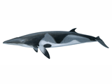 Illustration of Minkie Whale (Balaenoptera acutorostrata) (#4409)