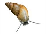 Illustration of Mud Snail (Potamopyrgus antipodarum) (#4419)