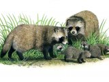 Illustration of raccoon dog (Nyctereutes procyonoides)  (#0561)