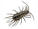 Illustration of Water Louse  (Asellus aquaticus) (#2127)
