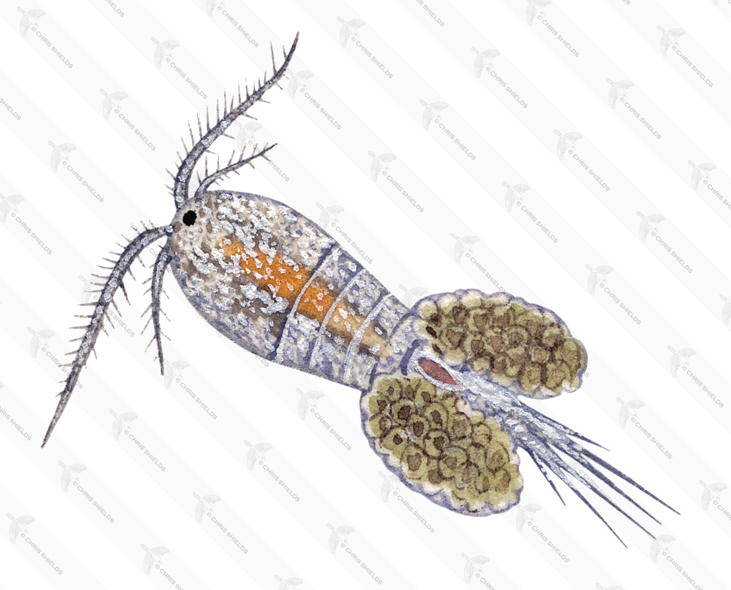 Illustration of Cyclops Water Flea (Megacyclops viridis) (#2123)