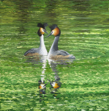 Painting of Great Crested Grebe Courtship Dance