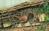 Painting of Wren at Her Nest
